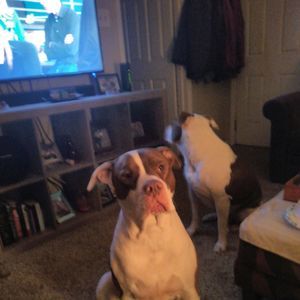 Meet your Posher, Craig